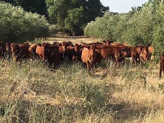 Vacas pastando en el olivar